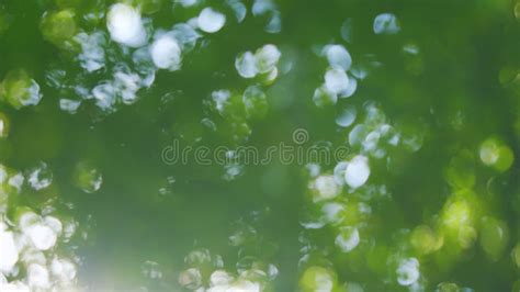 Blur Green Tree Leaves With Bokeh Background Green Natural Background