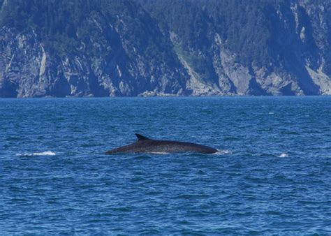 Alaska Whale Watching Guide: Best Time and Place to See Whales - Andrea ...