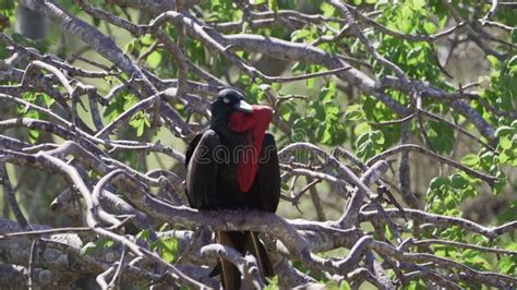 Magnificent Frigatebird Fregata Magnificens On The Galapagos Islands