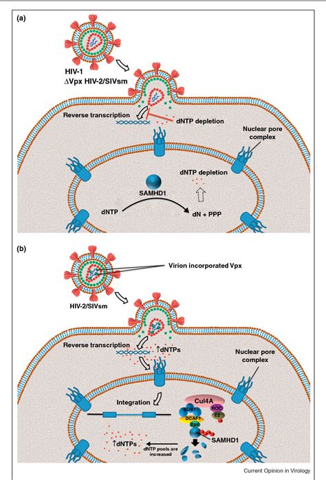 Figure 3 From Lentivirus Vpr And Vpx Accessory Proteins Usurp The