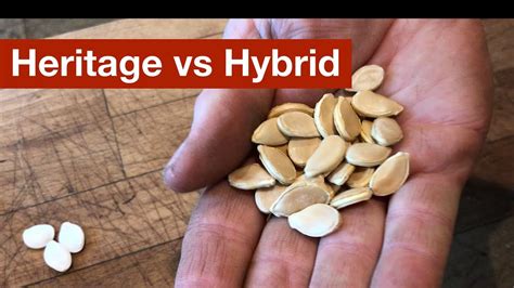 Heritage Vs Hybrid Vs Open Pollinated Youtube