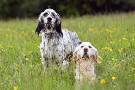 English Setters The Field