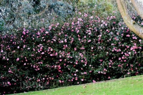 Camellia Hedge Evergreen Informal Dark Green Foliage Pink Flowering In