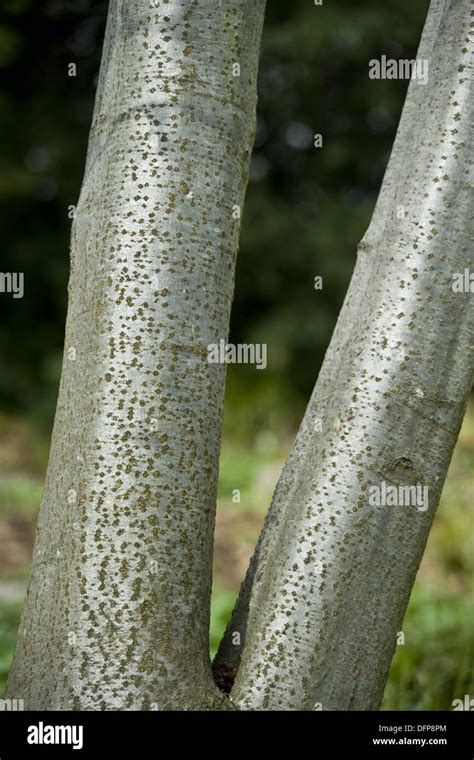 Speckled Alder Hi Res Stock Photography And Images Alamy