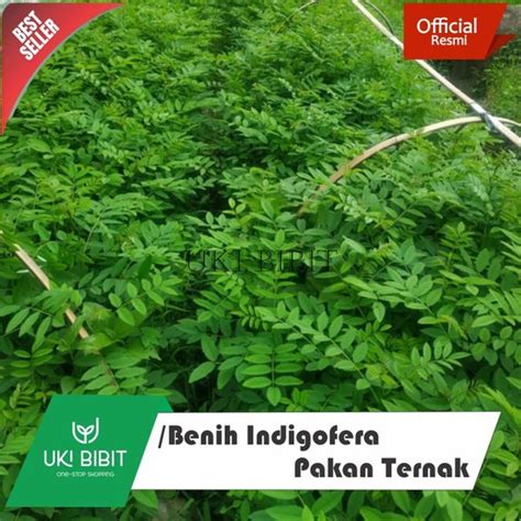 Jual Jual 100 Gram Benih Indigofera Pakan Ternak Di Lapak UKI BIBIT