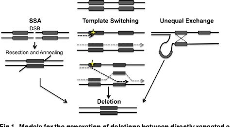 Figure From Members Of The Rad Epistasis Group Contribute To