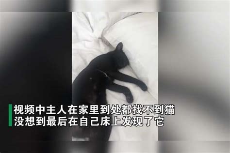 主人收养流浪猫没几天，猫咪直接就躺在床上呼呼大睡，姿势太妖娆猫咪床上姿势