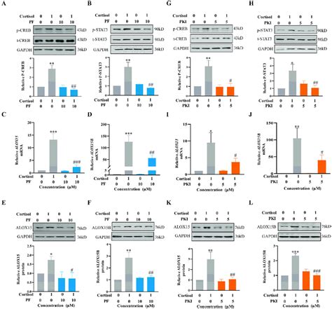 Role Of PGE2 EP2 PKA Pathway In The Induction Of CREB And STAT3