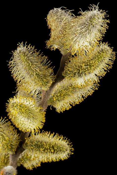 Blossoming Pussy Willow Twig Isolated On Black Background Stock Image
