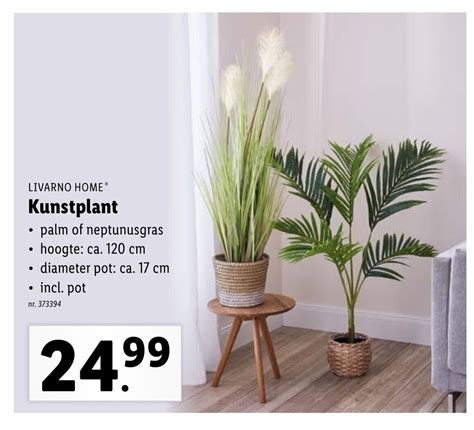 Livarno Home Kunstplant Promotie Bij Lidl