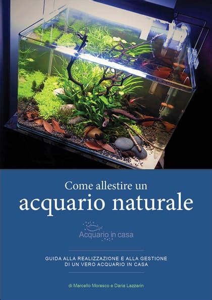 Allestire Un Acquario Guida Pratica Acquario In Casa