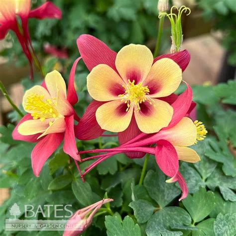 1 Aquilegia X Earlybird Red Yellow Columbine