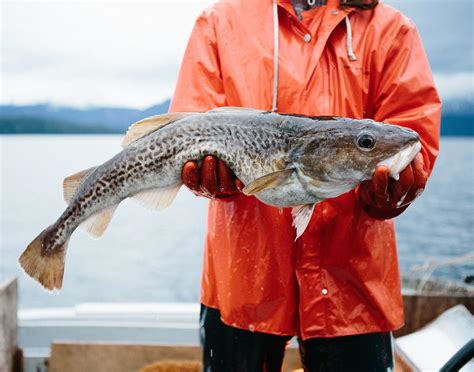 Know Your Fish Pacific Cod Culinary Profile