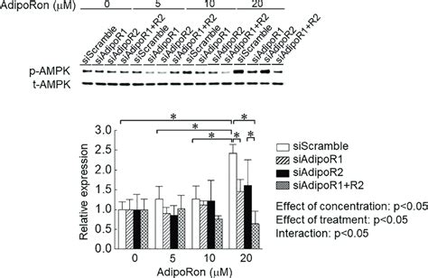 Effects Of Adiporon On Phosphorylation Level Of Dependent Protein