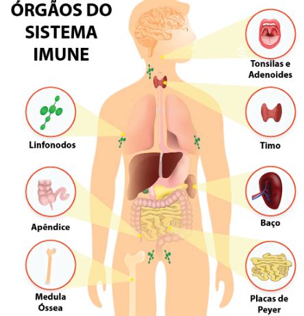 COMO O SISTEMA IMUNE NOS DEFENDE CMI