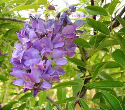 Plantfiles Pictures Wisteria Species American Wisteria Texas Wisteria Kentucky Wisteria