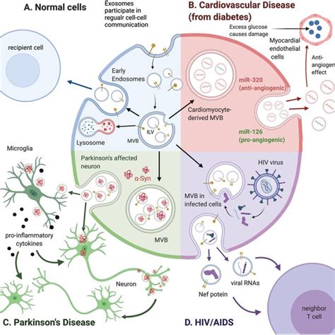 Exosome Biogenesis A Normal Biogenesis Pathway B Exosomes Derived