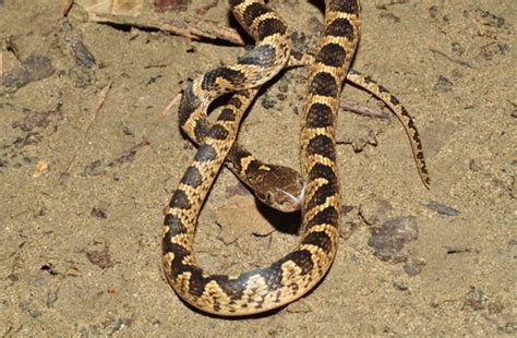 Banded Cat Eyed Snake Alchetron The Free Social Encyclopedia