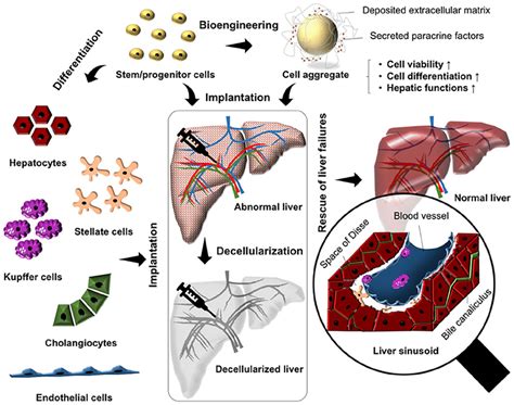 A Schematic Illustrates The Use Of Stem Cell Therapy Cell