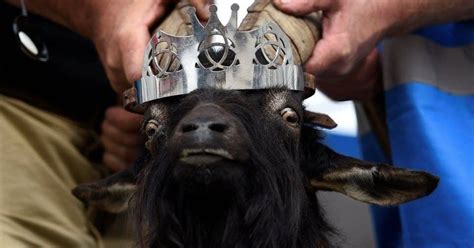 The Irish Town of Killorglin Crowned a Wild Goat as King