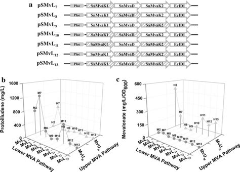 Optimization Of Mva Pathway By Homolog Substitution For The Lower