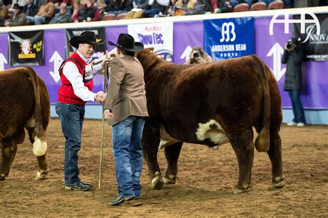 Br Er Big Country 007 Et Named Champion Horned Bull At The National