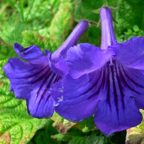 Skrętnik Streptocarpus opis wygląd wymagania uprawa i