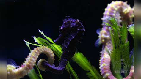 Hippocampus Comes Tiger Tail Seahorse