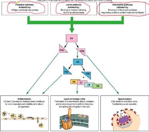 The Complement System Flashcards Quizlet