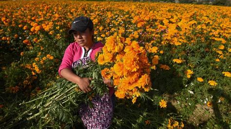 Chilango CDMX rompe récord de producción de cempasúchil venta va en