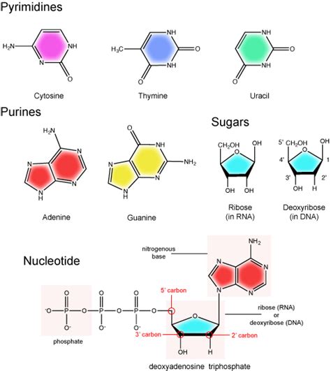 Lecture 04 Biomolecules Biology Libretexts