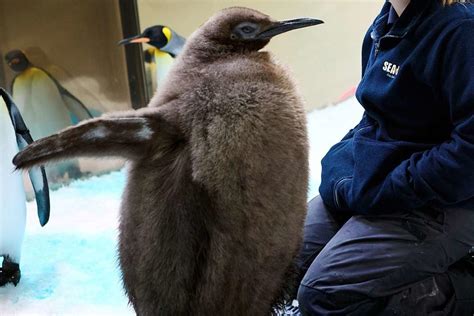 Pesto the Baby Penguin Goes Viral as 9-Month-Old Eats 25 Fish a Day