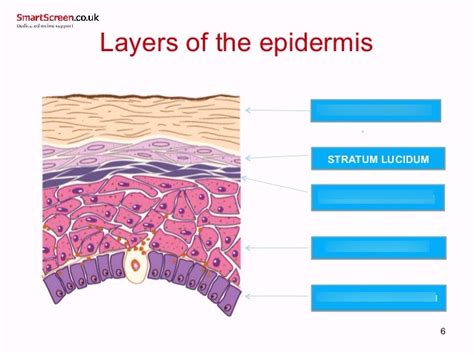 Chapter 5 Integumentary System Epidermis Layer Diagram Quizlet