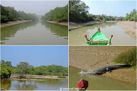 Saltwater Crocodiles At Bhitarkanika National Park - Inditales