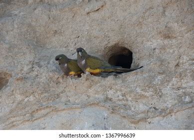 2+ Hundred Cyanoliseus Patagonus Royalty-Free Images, Stock Photos