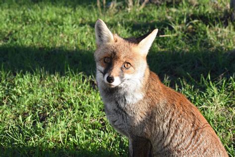 The red fox 18933151 Stock Photo at Vecteezy