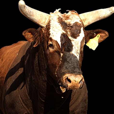 Bushwacker Awesome bull. Quiet in the chute, gives his best, not a ...