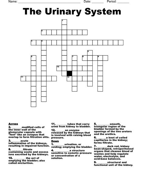 Urinary System Crossword Puzzle Mark Library