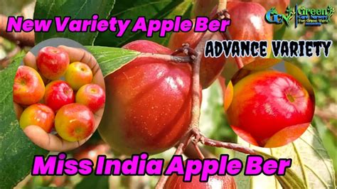 New Advance Variety Apple Ber Miss India Apple Ber Most Profitable