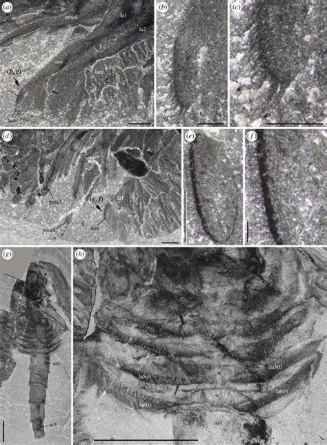 Waptia Fieldensis Walcott A Mandibulate Arthropod From The Middle