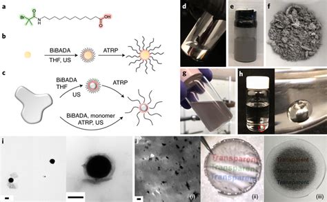 纳米人 Nature Cell系列12篇，彭笑刚、俞书宏、王心晨、余桂华等成果速递丨顶刊日报20190608