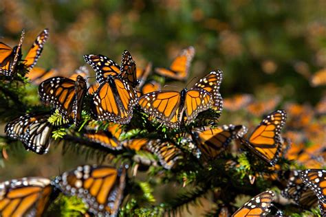 5 Santuarios De La Mariposa Monarca Todo Lo Que Debes Saber Tips