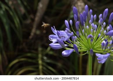 Allium Flower Plant Growing Green Garden Stock Photo 2004487814 | Shutterstock