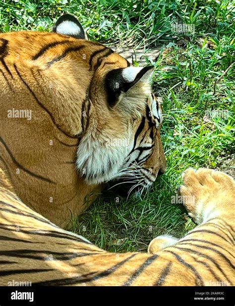 large tiger stock photo alamy