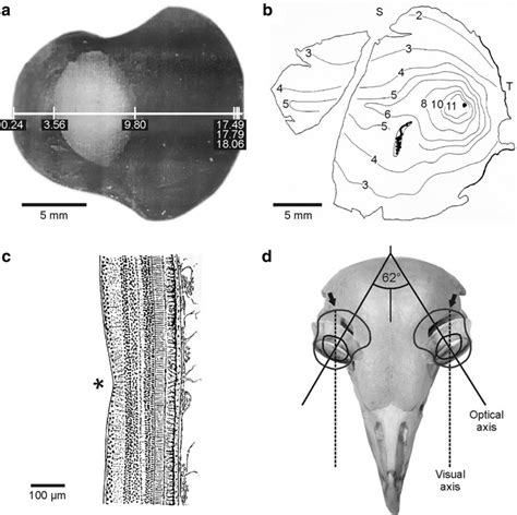 Anatomy Of An Owl Eye