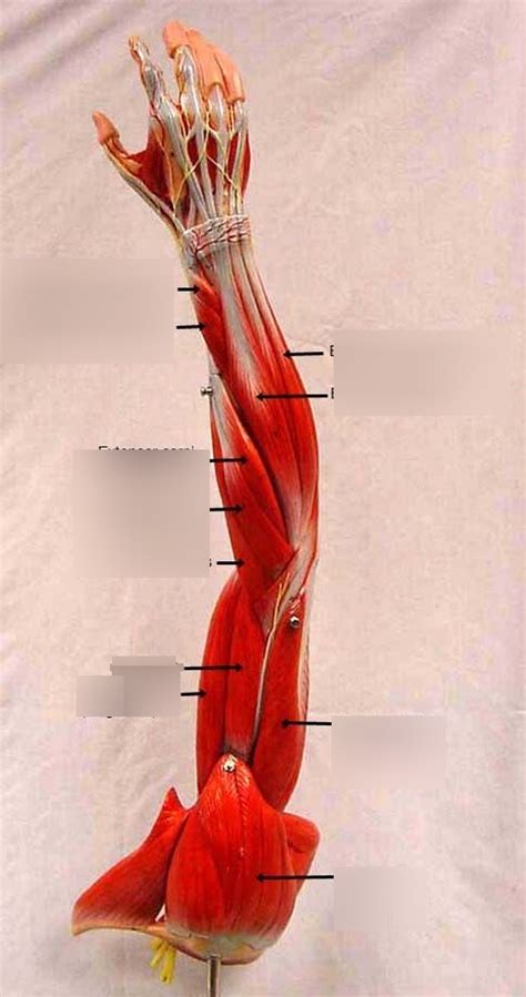 Arm Muscles Diagram Quizlet