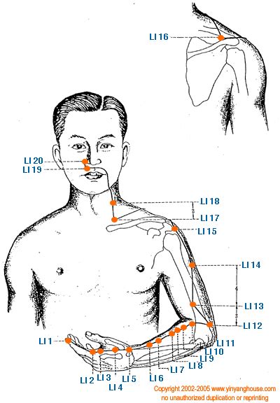 Yin Yang House Acupuncture Points On The Large Intestine Meridian Acupuncture Points Database