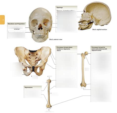 Lab Ephe Bony Landmarks Diagram Quizlet