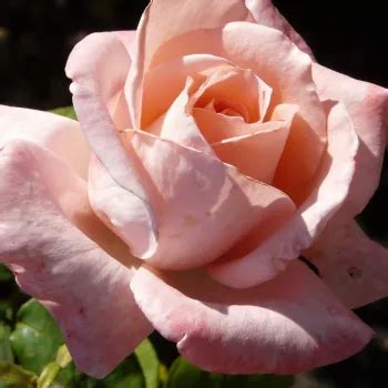 Rosa Pedir Rosales Rbol De Rosas H Brido De T Rosal De Pie Alto