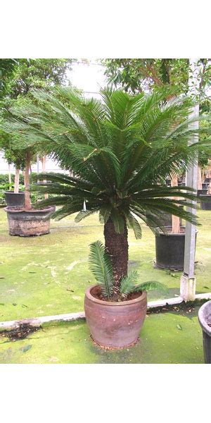 Cycas Revoluta Japanischer Palmfarn